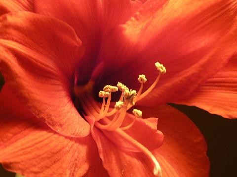 Why not treat yourself to some new flower beds this year?