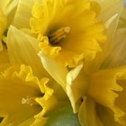 Daffodils