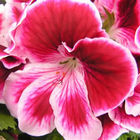 Geraniums