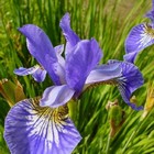 Iris