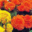 Marigolds