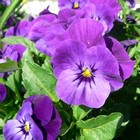 Pansies